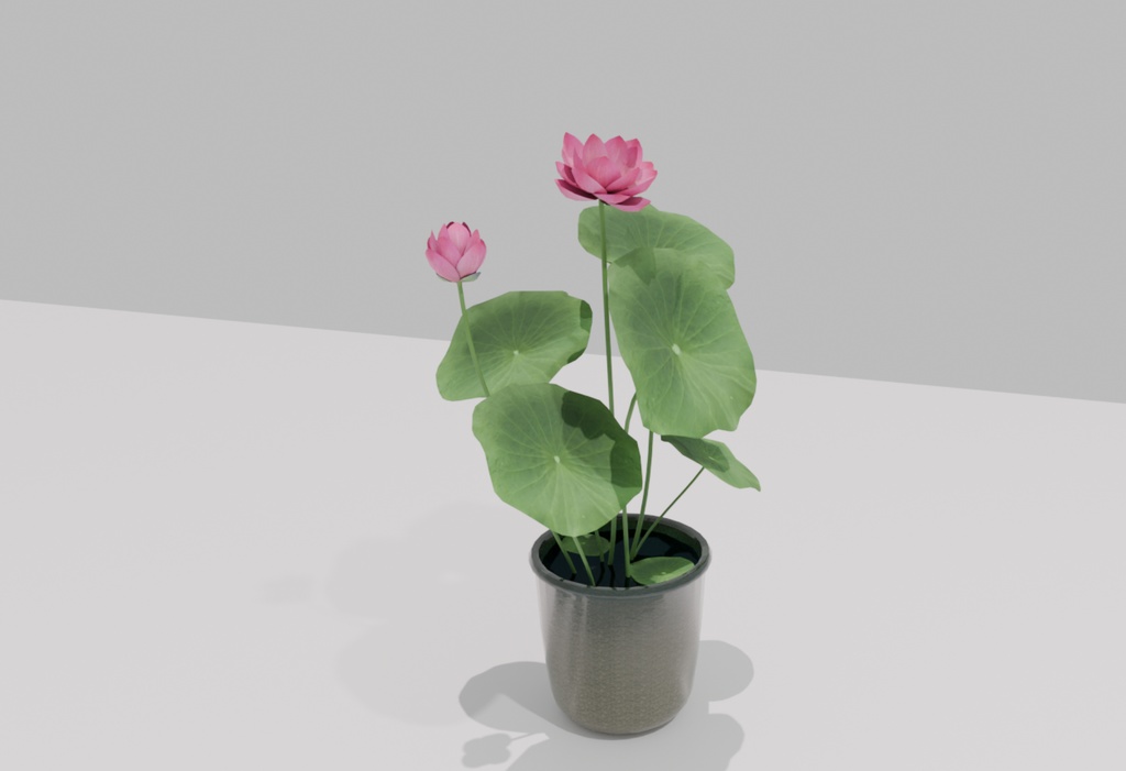 水生植物/ ハス -Nelumbo nucifera-