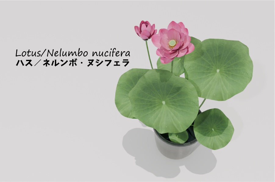 水生植物/ ハス -Nelumbo nucifera-