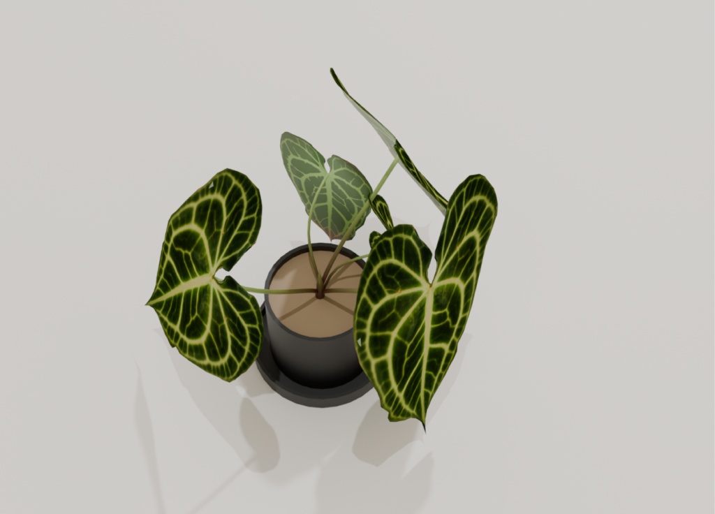 観葉植物/アンスリウム・レガレ-Anthrium Regale-