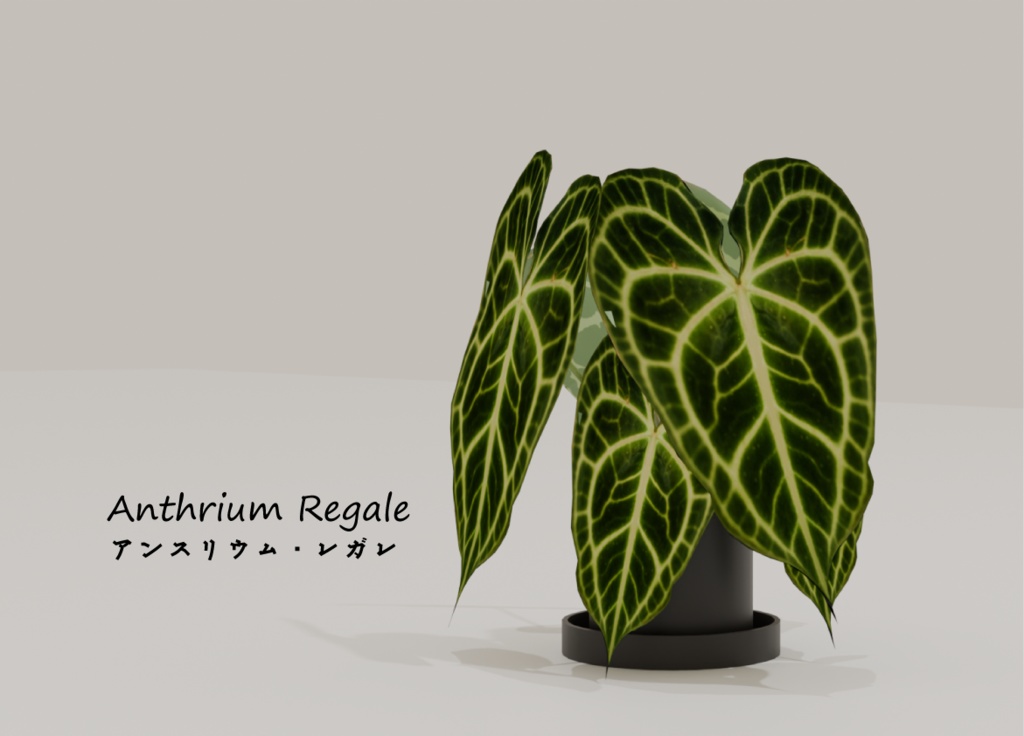 観葉植物/アンスリウム・レガレ－Anthrium Regale－