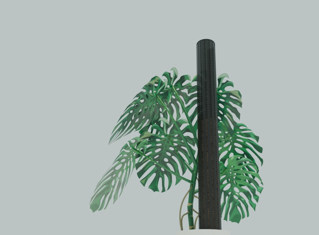 観葉植物/モンステラ・デリシオーサ-Monstera Deliciosa-