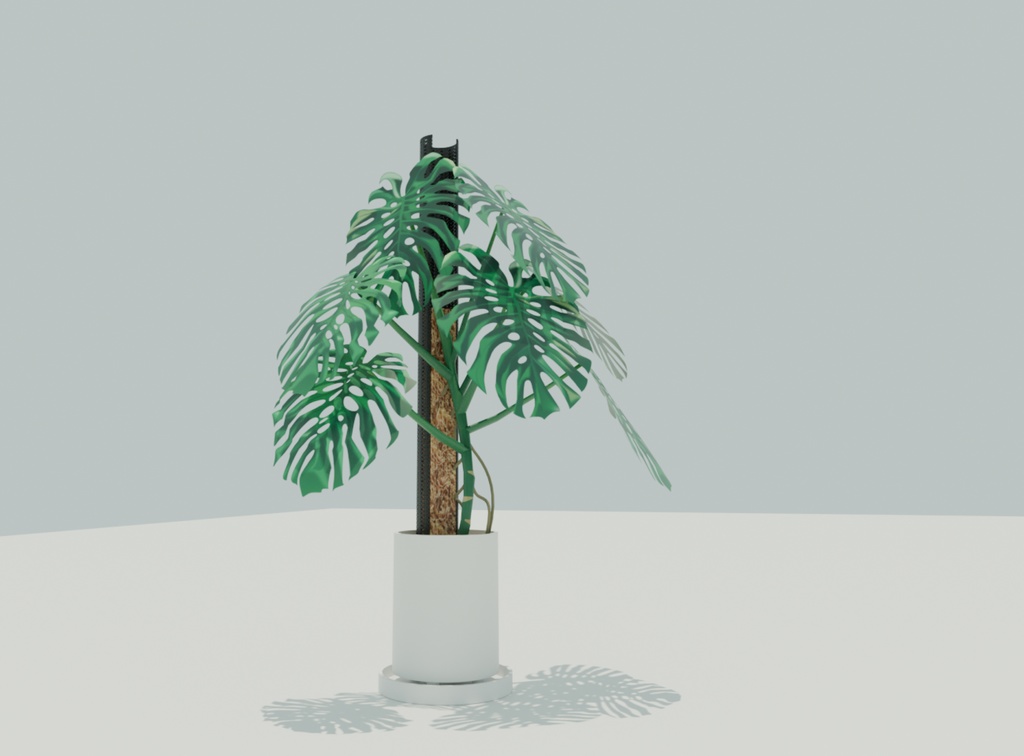 観葉植物/モンステラ・デリシオーサ-Monstera Deliciosa-