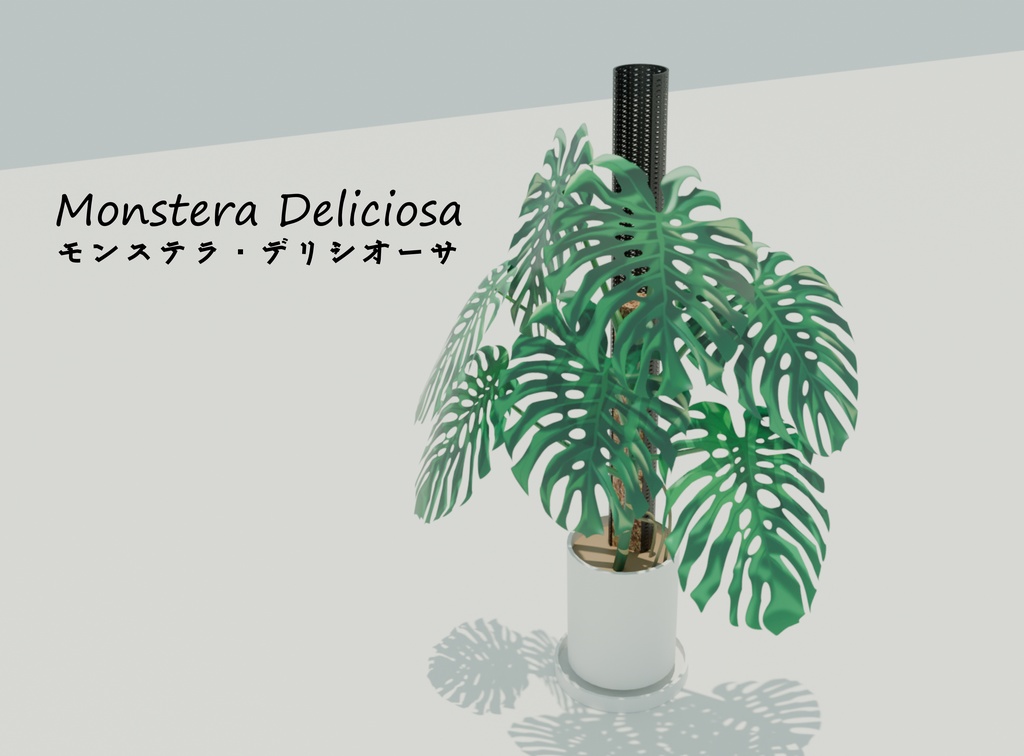 観葉植物／モンステラ・デリシオーサ－Monstera Deliciosa－