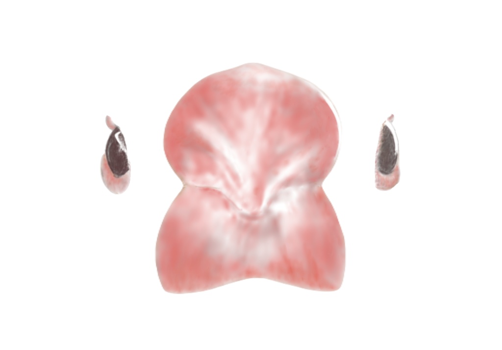 文鳥さんの正面顔トートバッグ