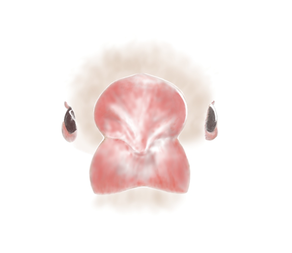 シナモン文鳥さんのマグカップ