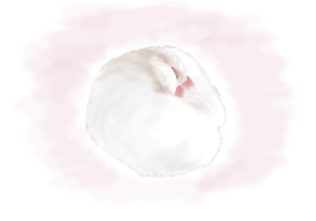 丸くなって眠っている文鳥さんTシャツ