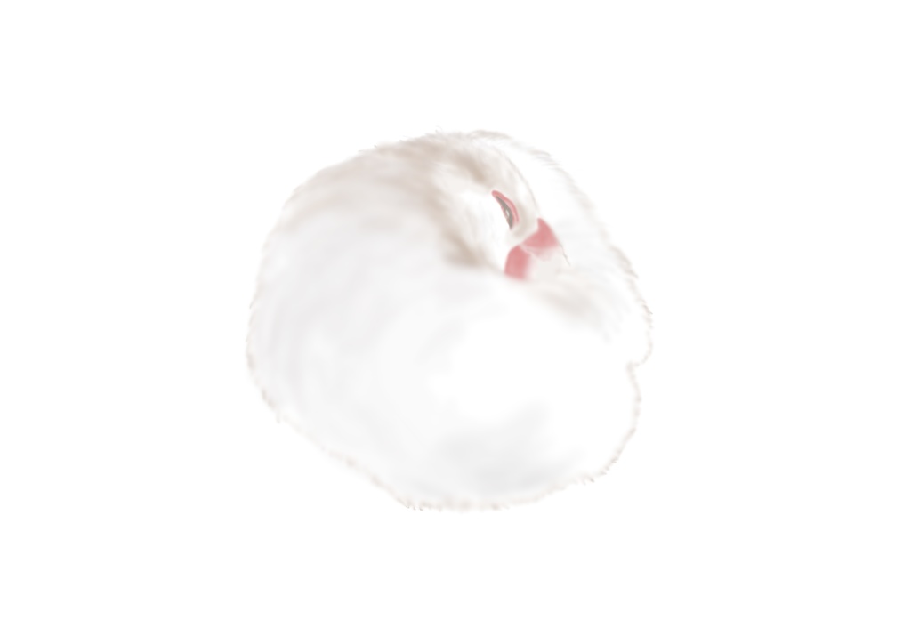 穏やかな時間と文鳥さんに癒されるエコバッグ