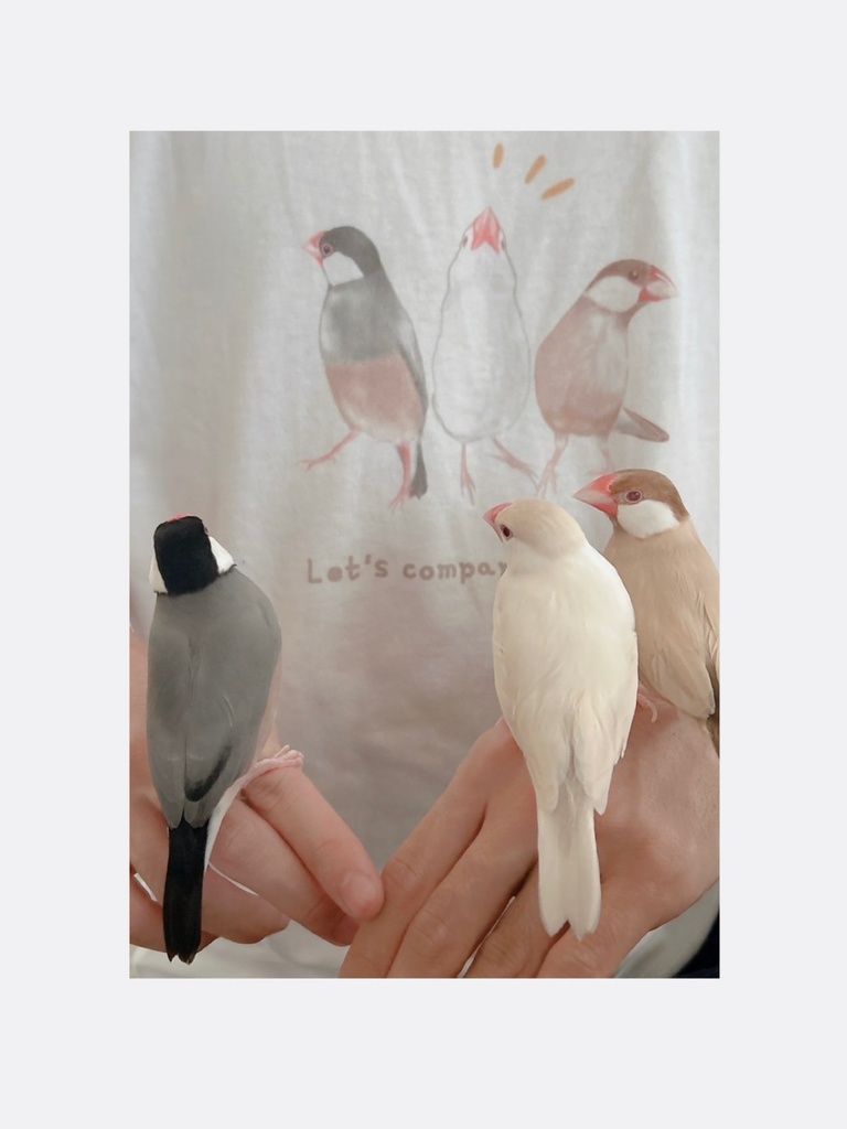 3羽で背比べをする文鳥さんTシャツ