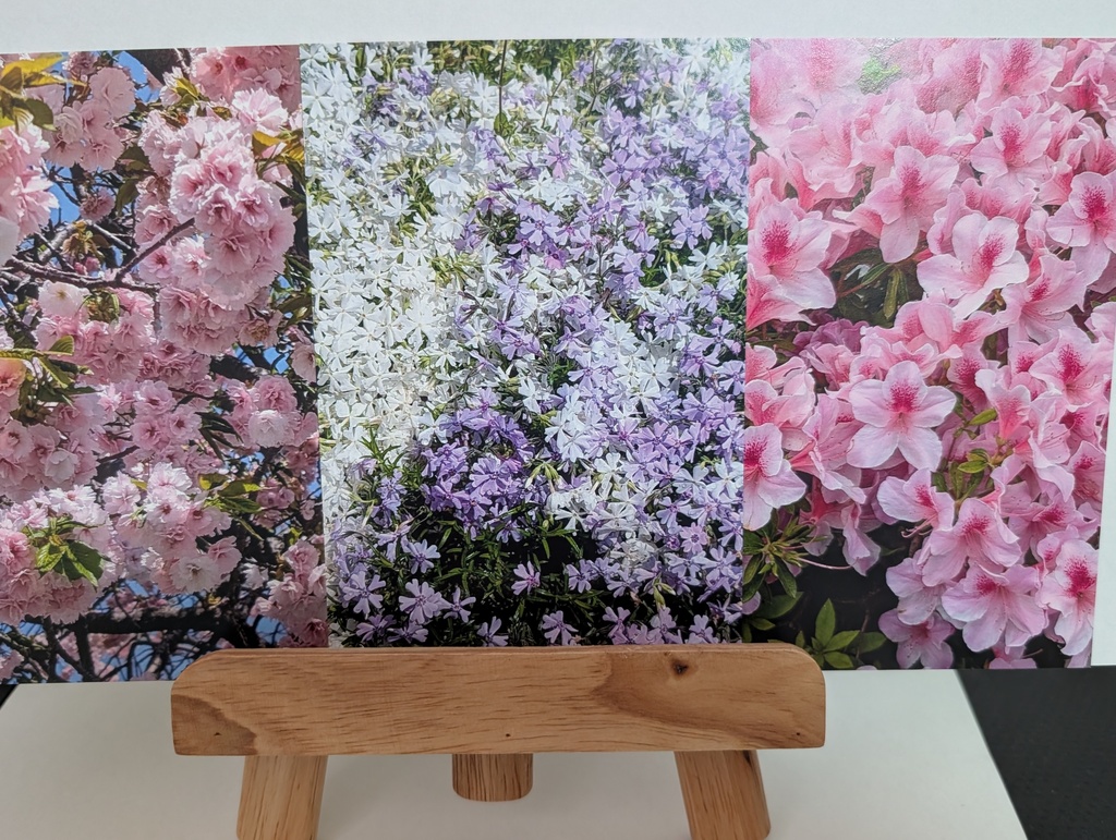 春を感じるポストカード3種（八重桜、芝桜、ツツジ）