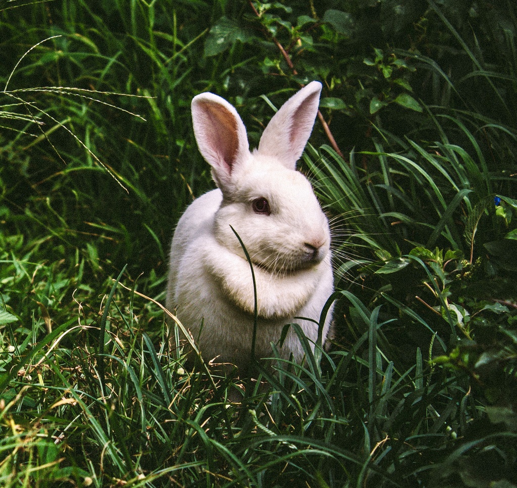 白いウサギを探して