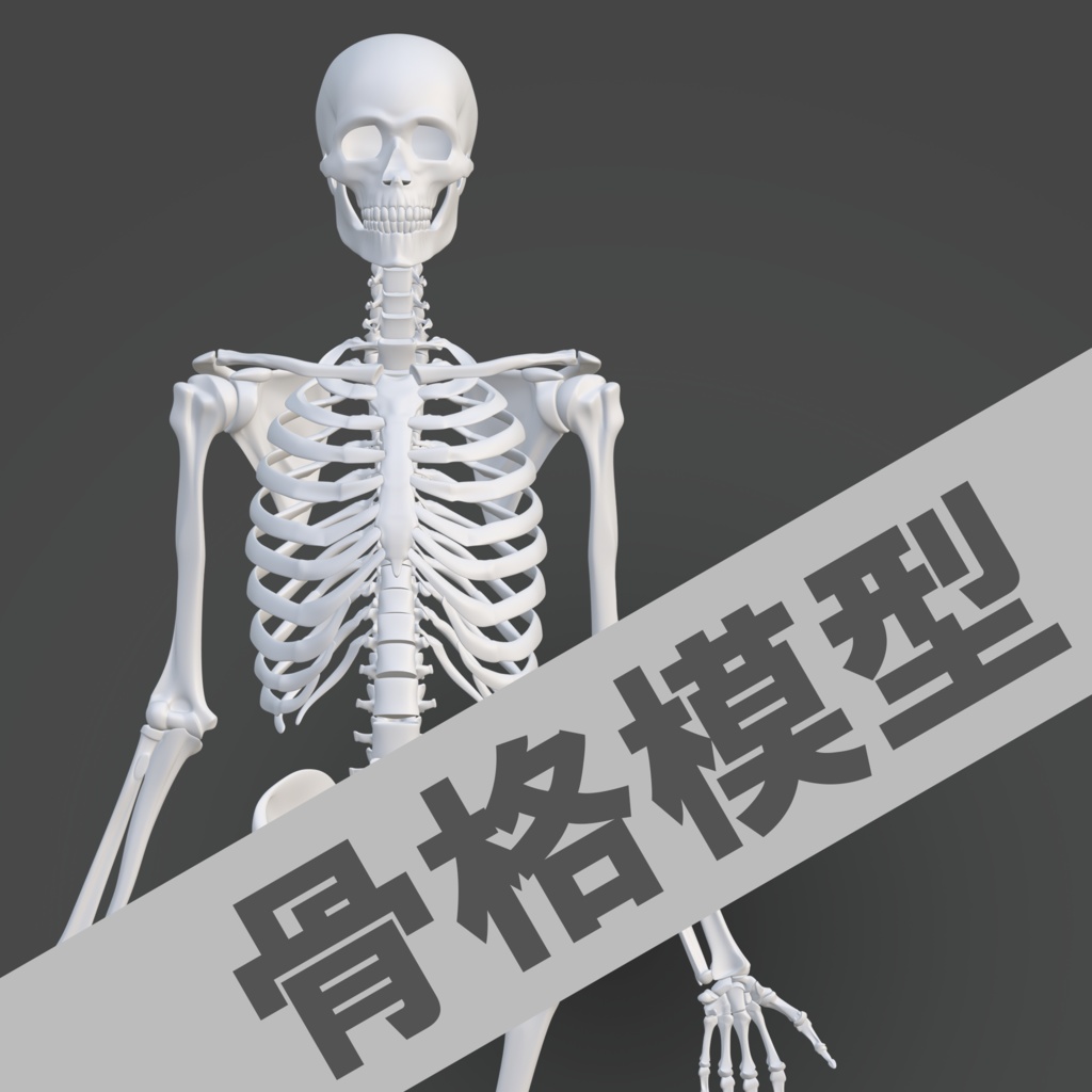 【3Dデータ】骨格模型