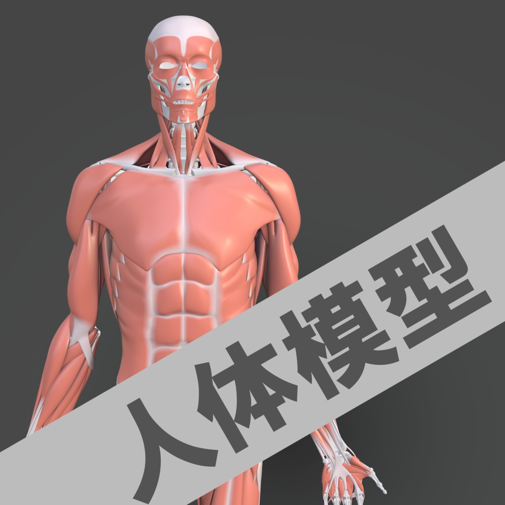 【3Dデータ】人体模型
