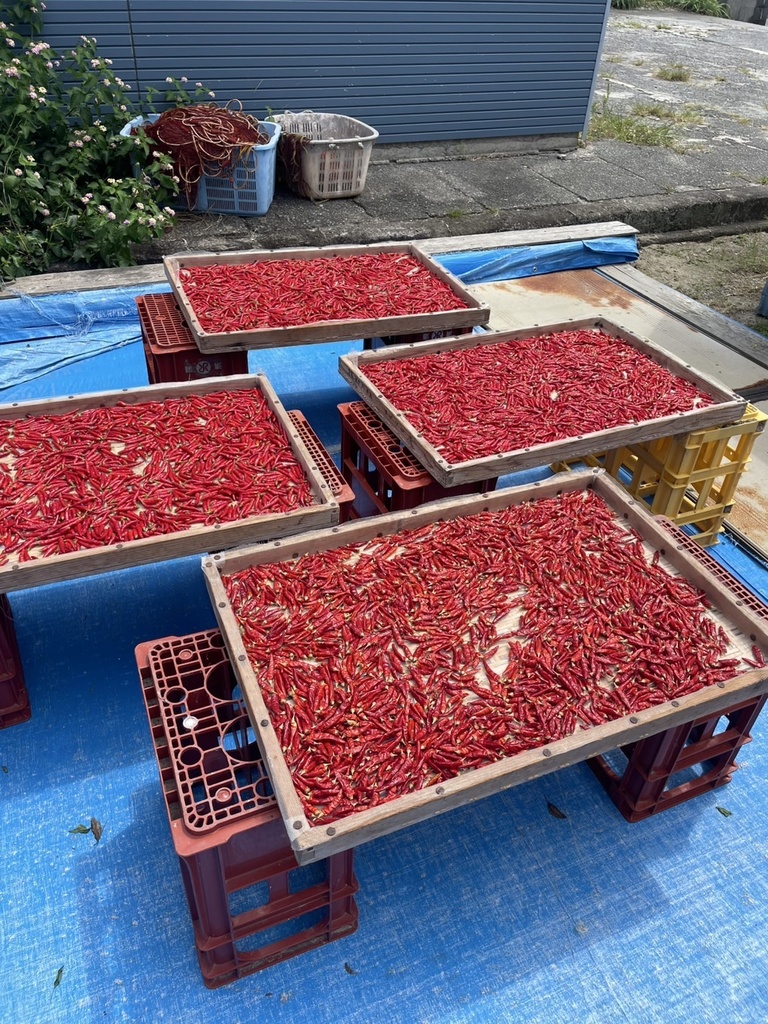 感謝増量中!【送料無料】超激辛!式根島名物 赤唐辛子「レッドハッピー」(粗挽)15g+サービス増量