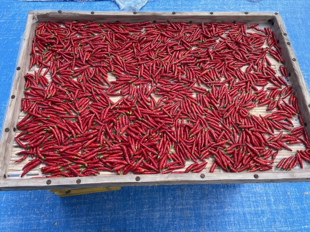 感謝増量中!【送料無料】超激辛!式根島名物 赤唐辛子「レッドハッピー」(粗挽)15g+サービス増量