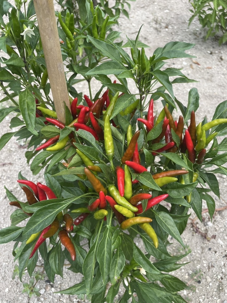 感謝増量中!【送料無料】超激辛!式根島名物 赤唐辛子「レッドハッピー」(粗挽)15g+サービス増量