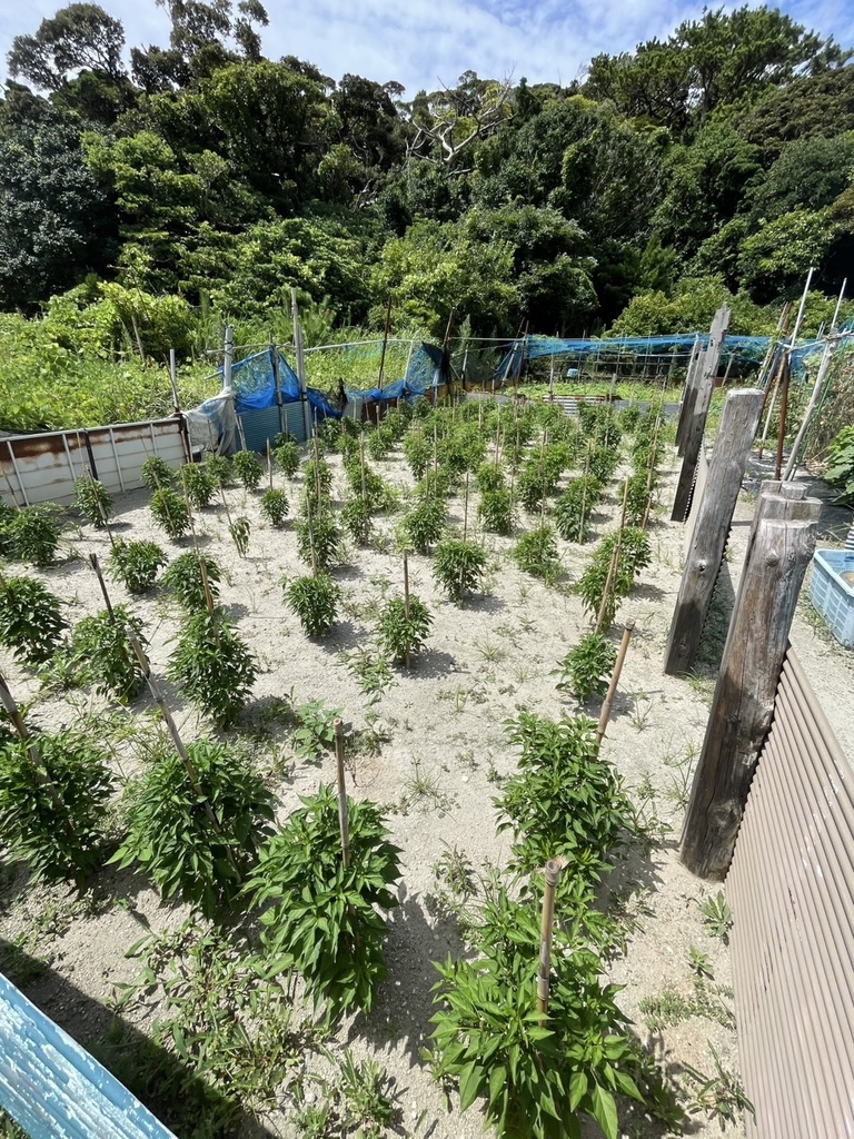 感謝増量中!【送料無料】超激辛!式根島名物 赤唐辛子「レッドハッピー」(粗挽)15g+サービス増量