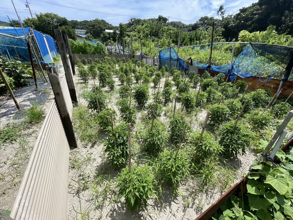 感謝増量中!【送料無料】超激辛!式根島名物 赤唐辛子「レッドハッピー」(粗挽)15g+サービス増量