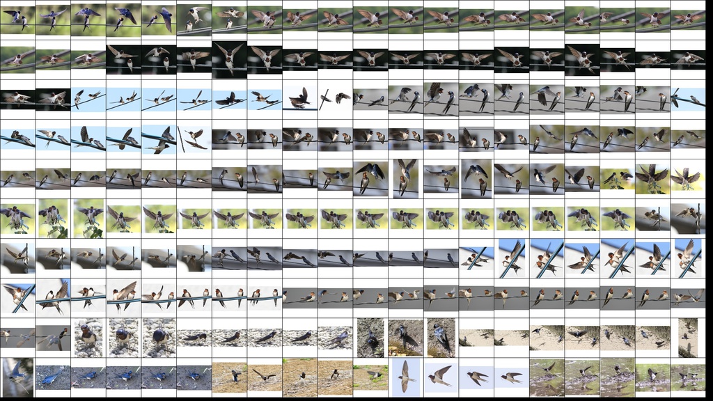 鳥のポーズ・素材集 ツバメ編