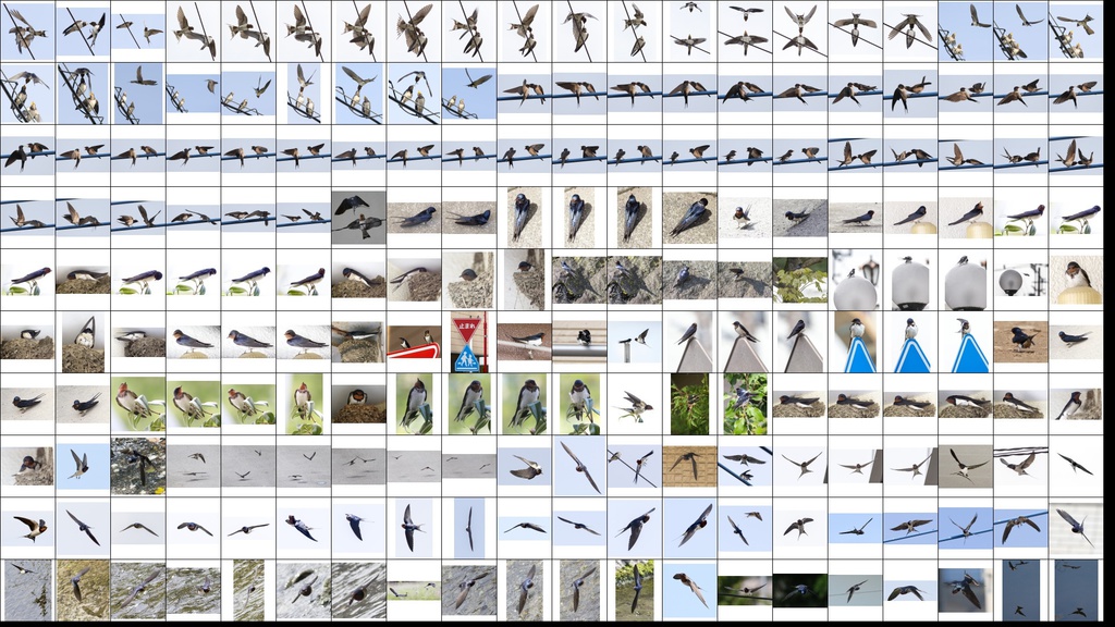 鳥のポーズ・素材集 ツバメ編