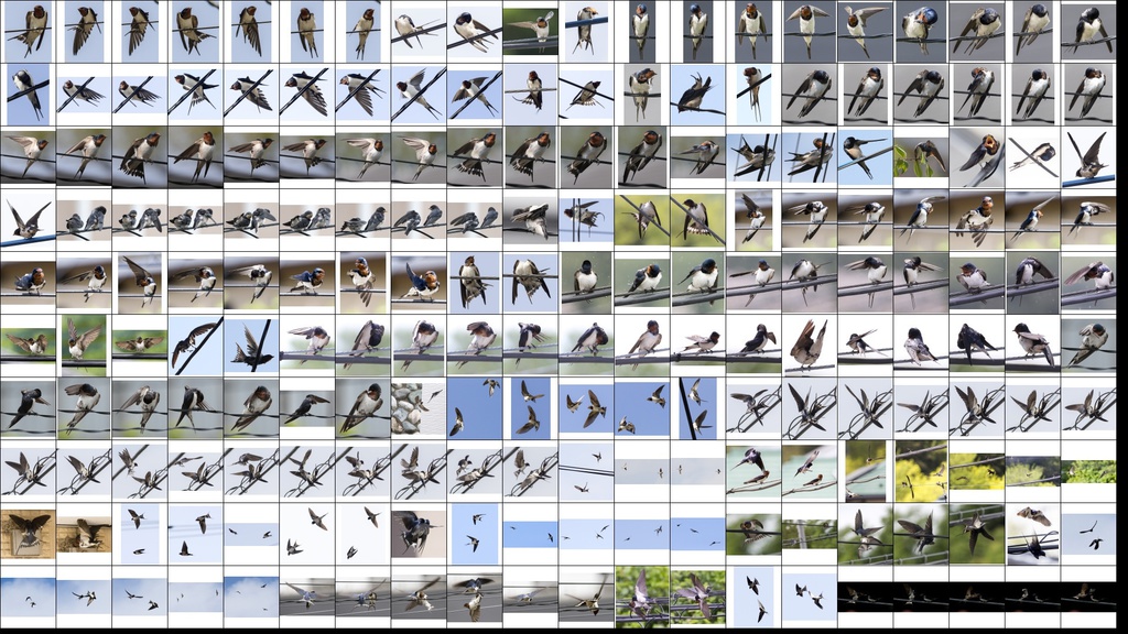鳥のポーズ・素材集 ツバメ編