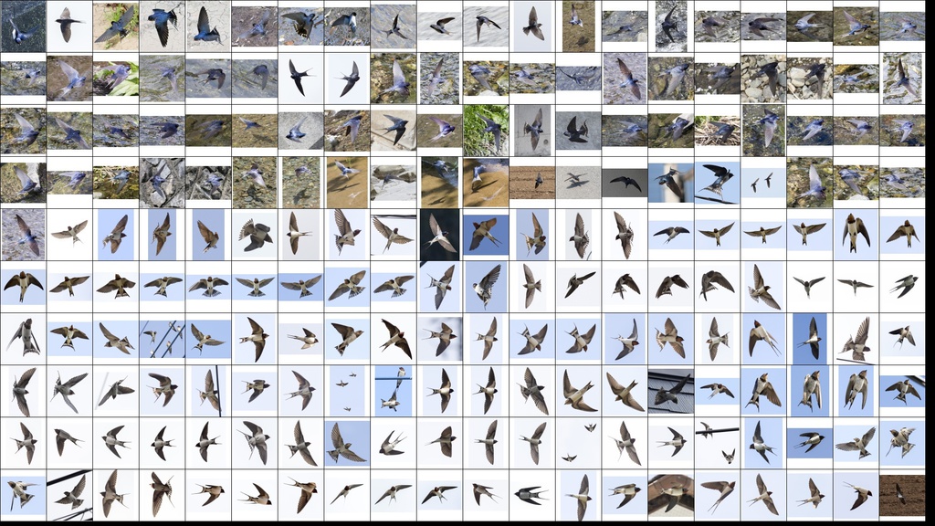 鳥のポーズ・素材集 ツバメ編