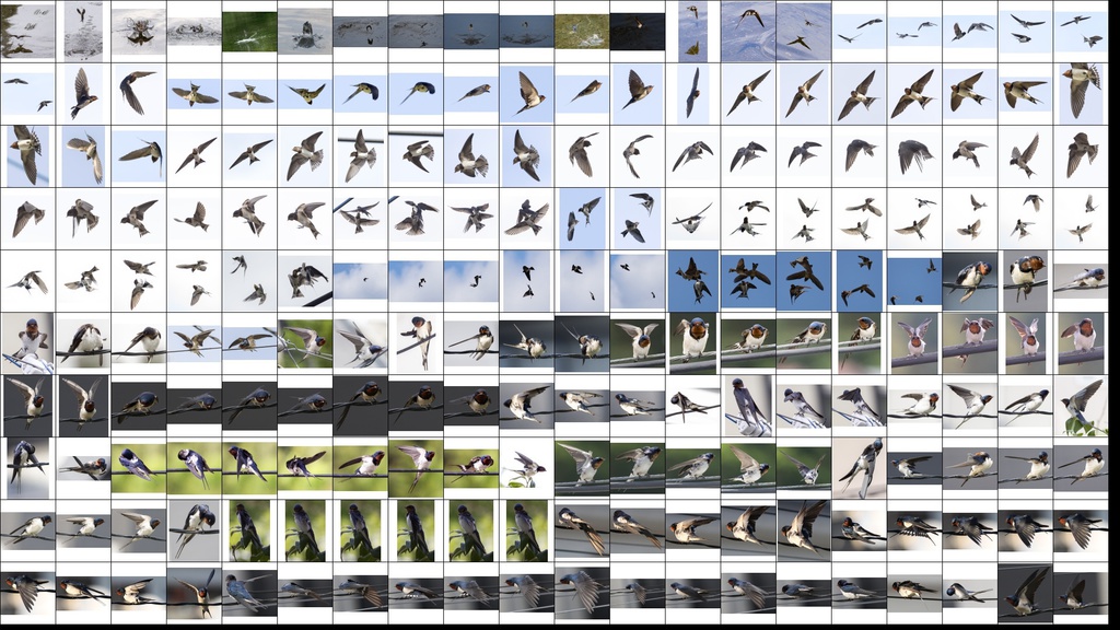 鳥のポーズ・素材集 ツバメ編