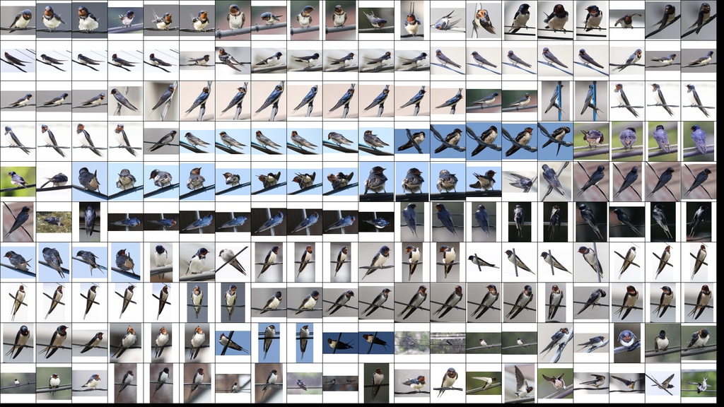 鳥のポーズ・素材集 ツバメ編