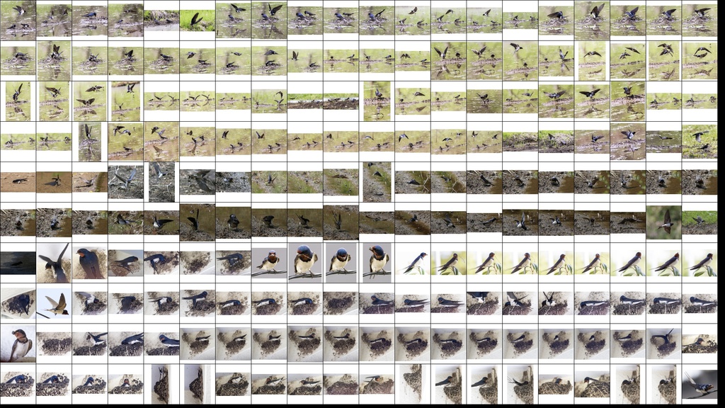 鳥のポーズ・素材集 ツバメ編