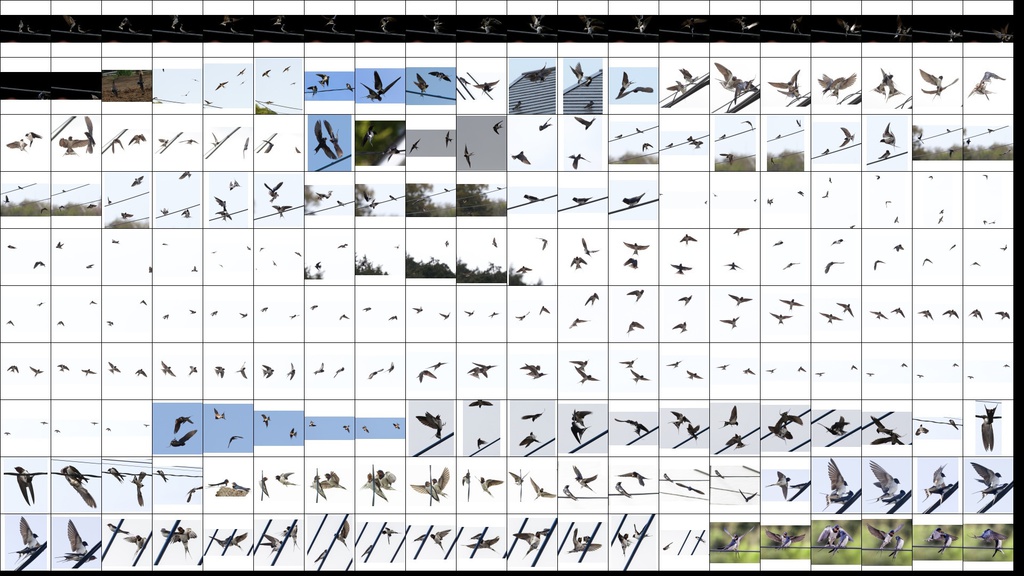 鳥のポーズ・素材集 ツバメ編