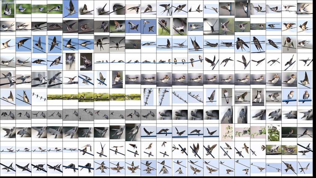 鳥のポーズ・素材集 ツバメ編