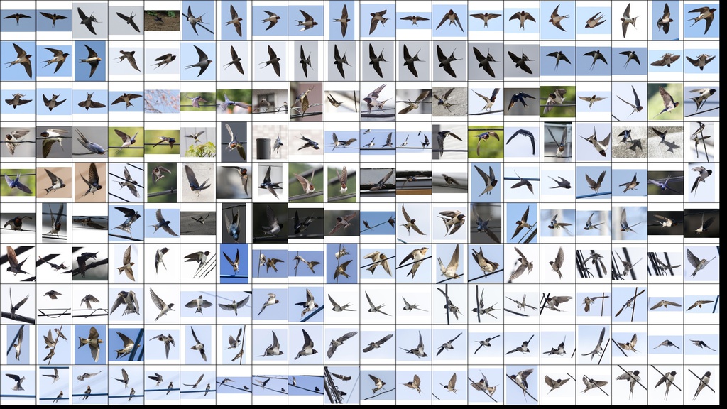 鳥のポーズ・素材集 ツバメ編