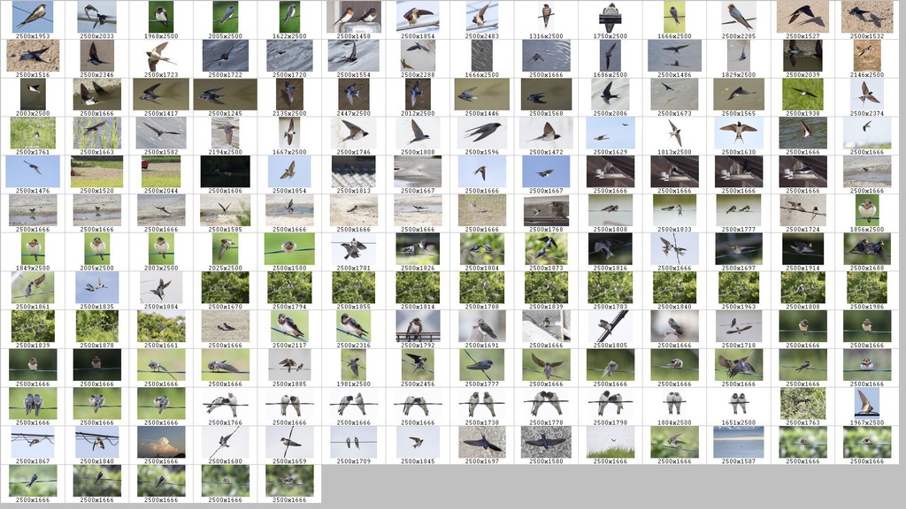 鳥のポーズ・素材集 ツバメ編