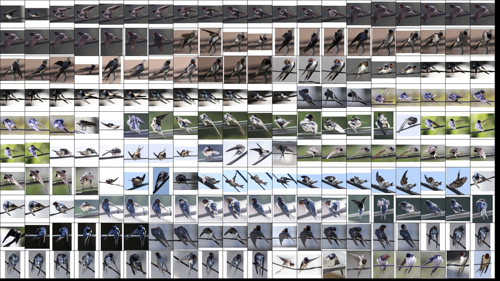 鳥のポーズ・素材集 ツバメ編