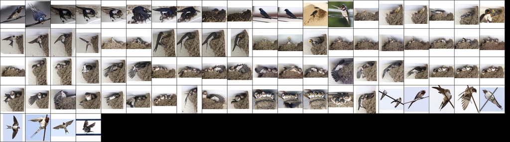 鳥のポーズ・素材集 ツバメ編