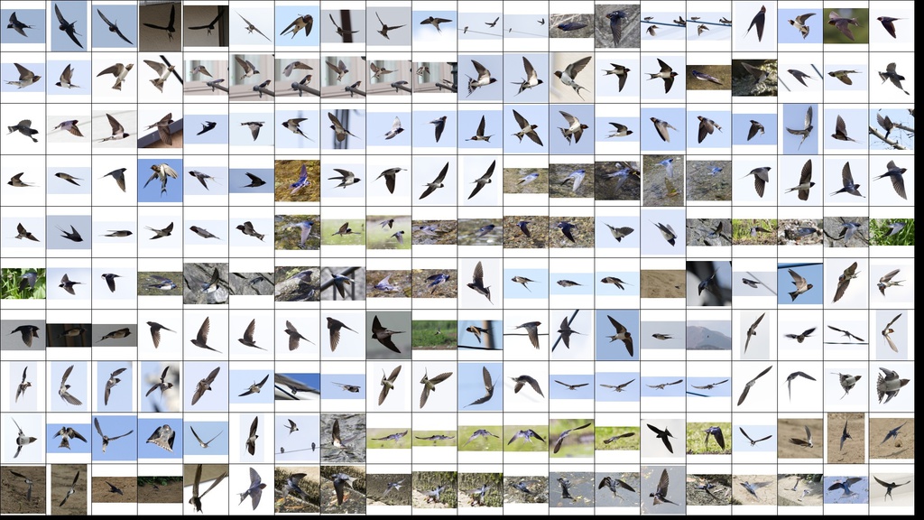 鳥のポーズ・素材集 ツバメ編