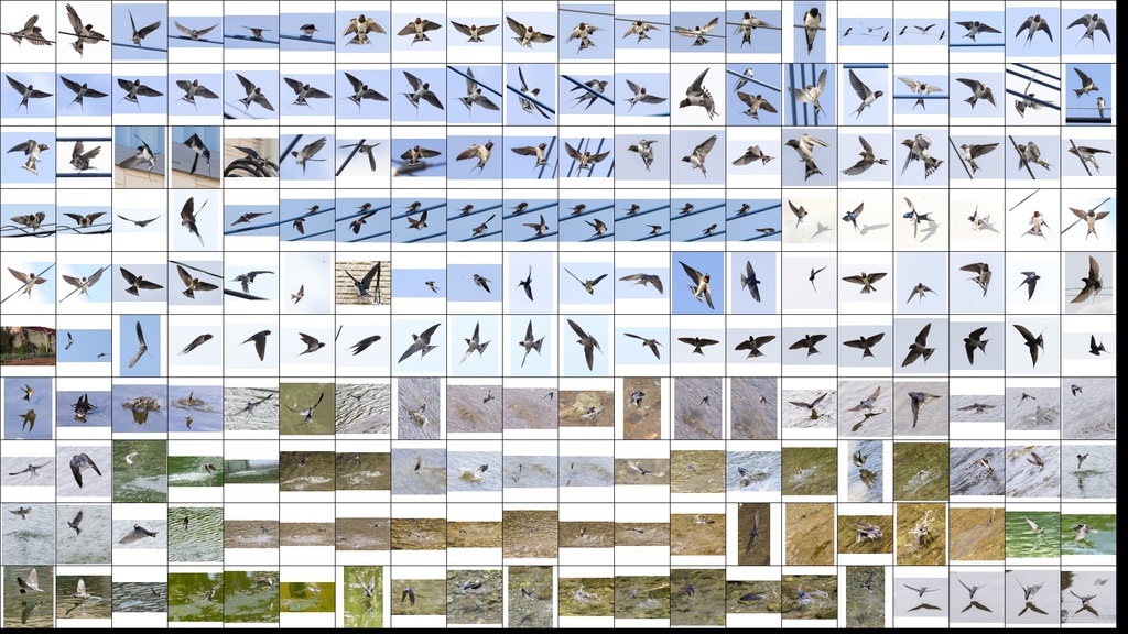 鳥のポーズ・素材集 ツバメ編