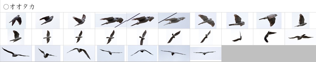 翼のポーズコレクション