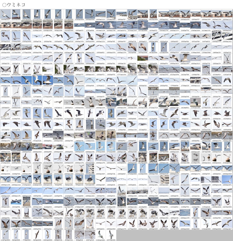 翼のポーズコレクション