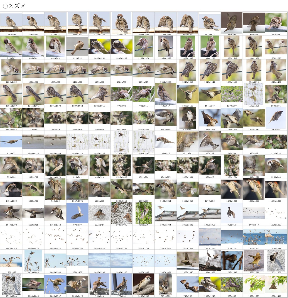 翼のポーズコレクション