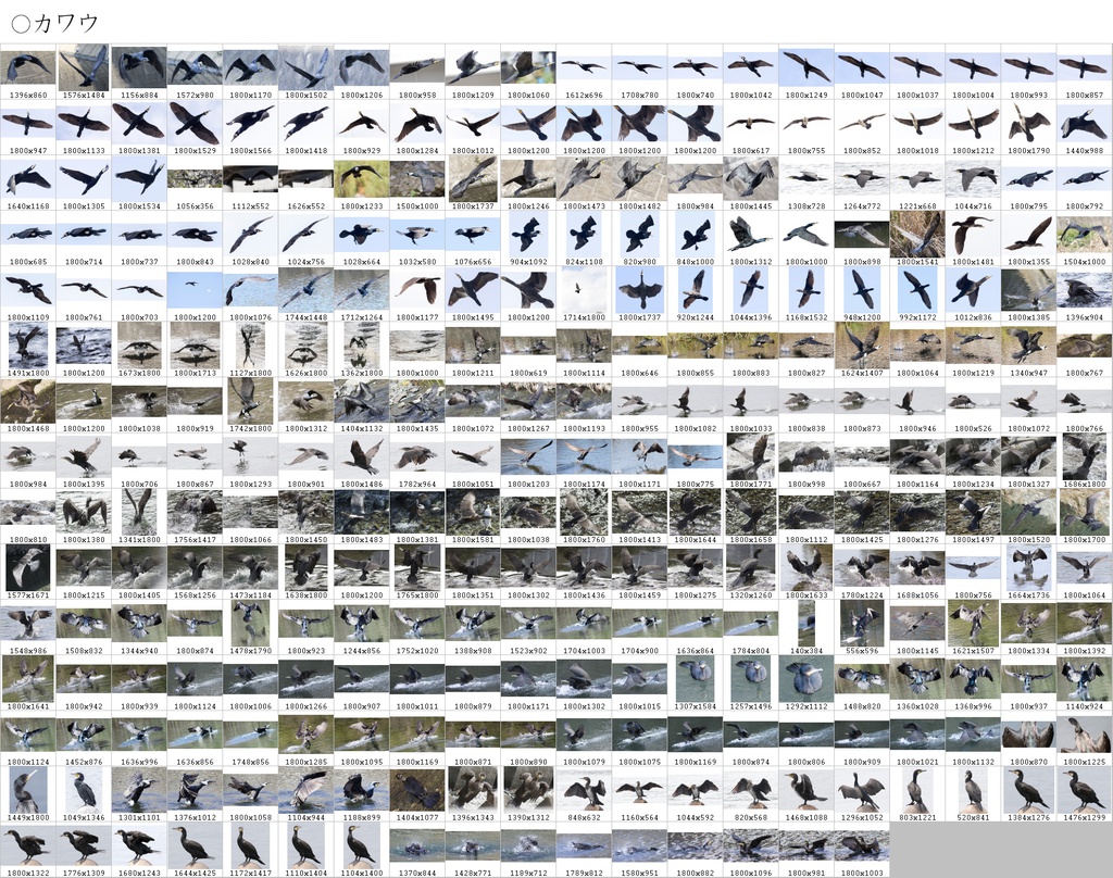 翼のポーズコレクション