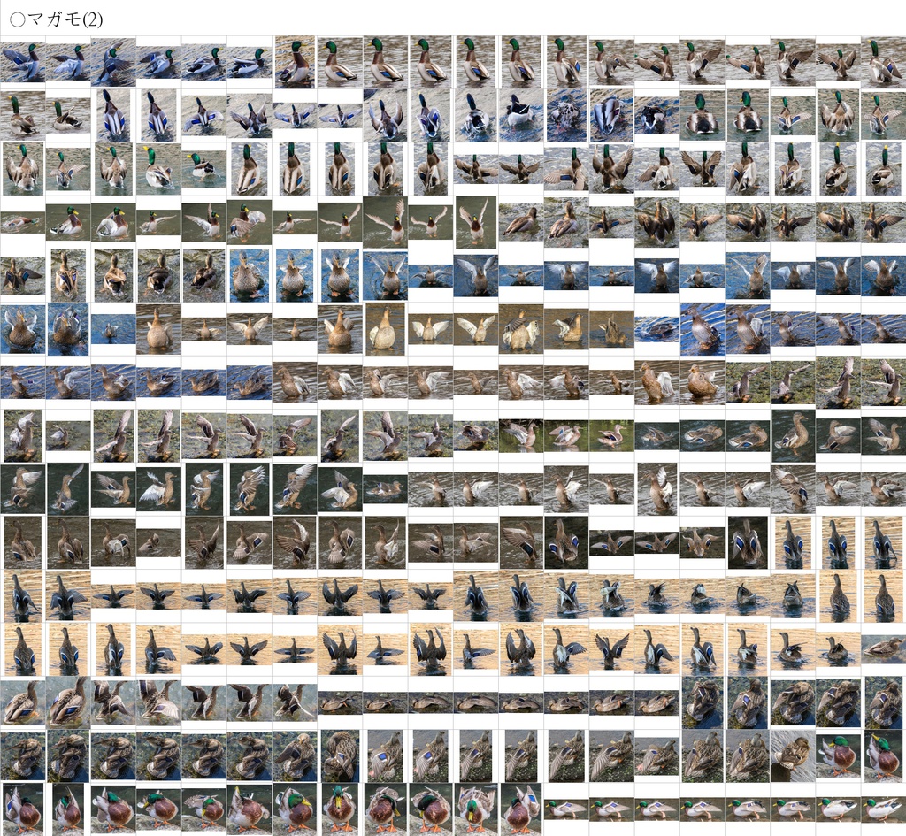 翼のポーズコレクション