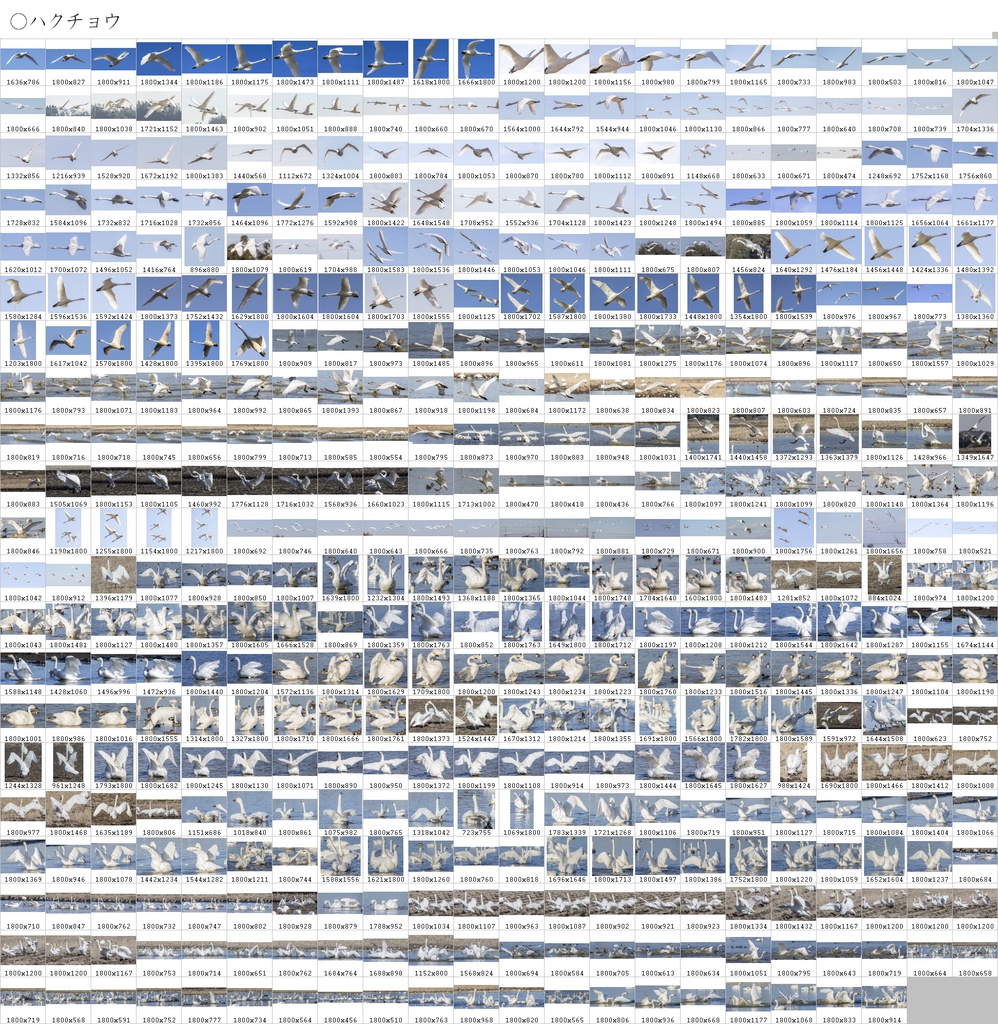 翼のポーズコレクション