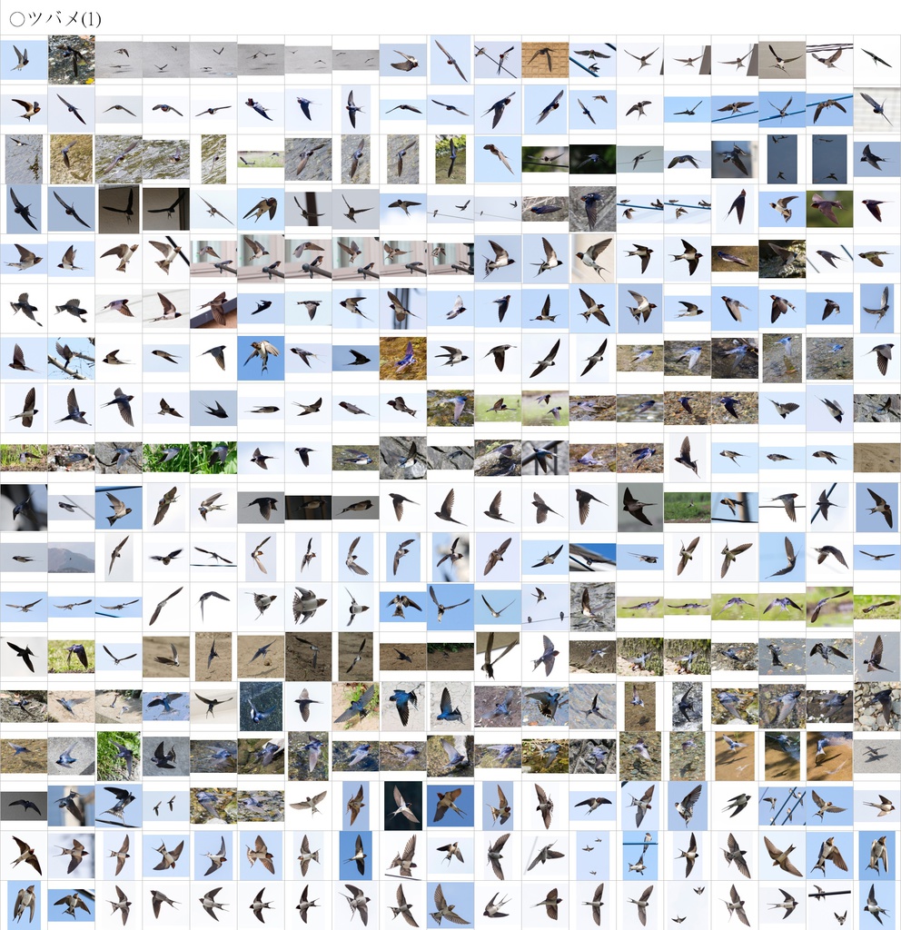 翼のポーズコレクション