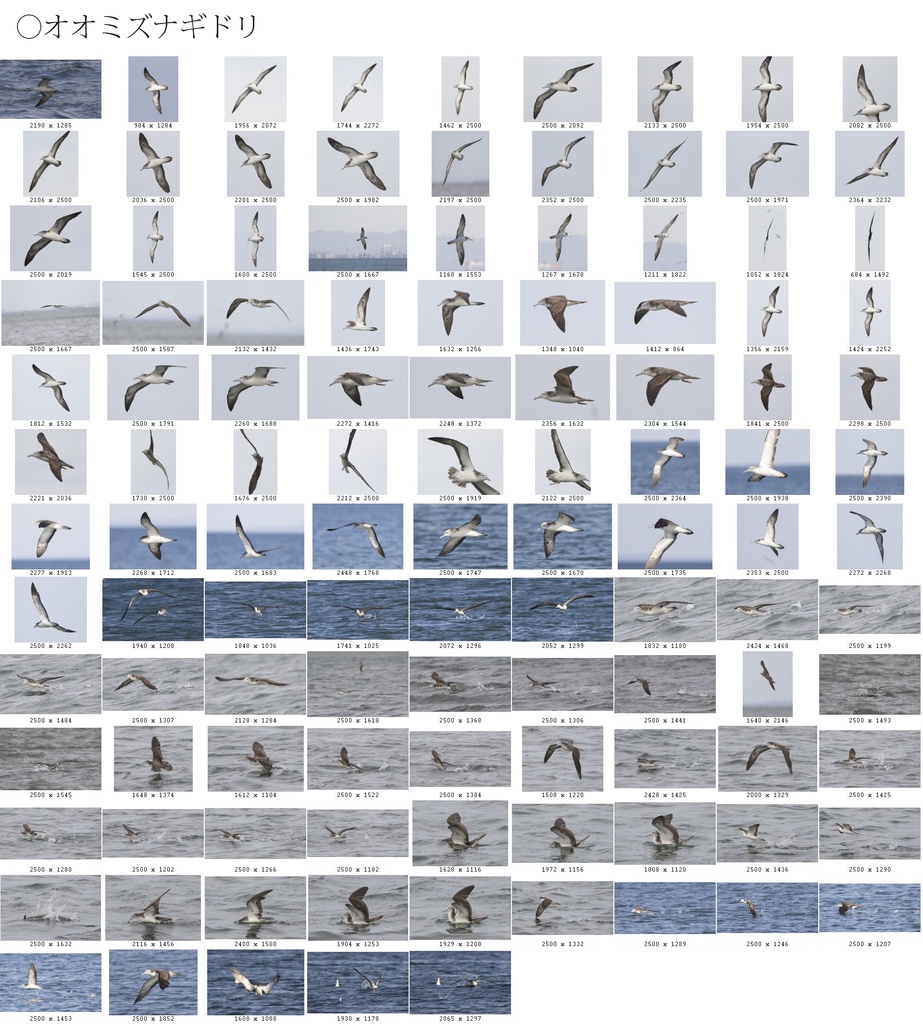 翼のポーズコレクション