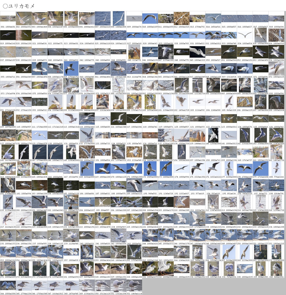 翼のポーズコレクション