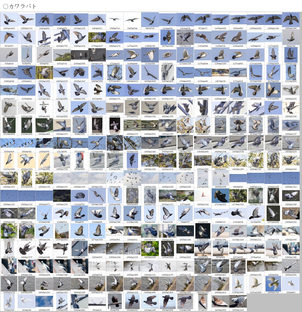 翼のポーズコレクション