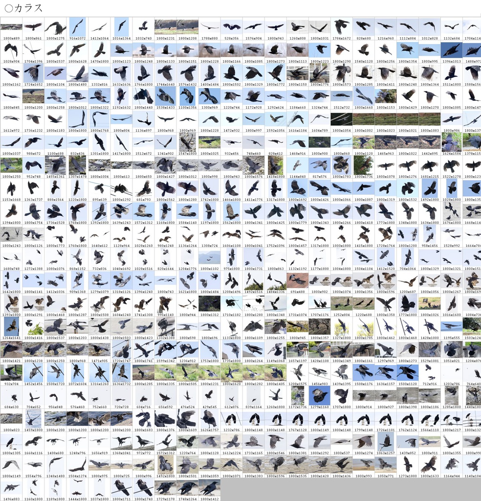 翼のポーズコレクション