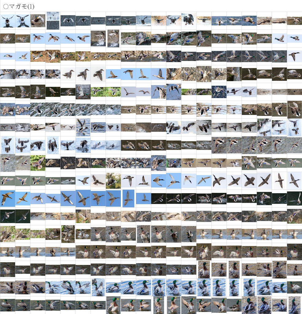 翼のポーズコレクション