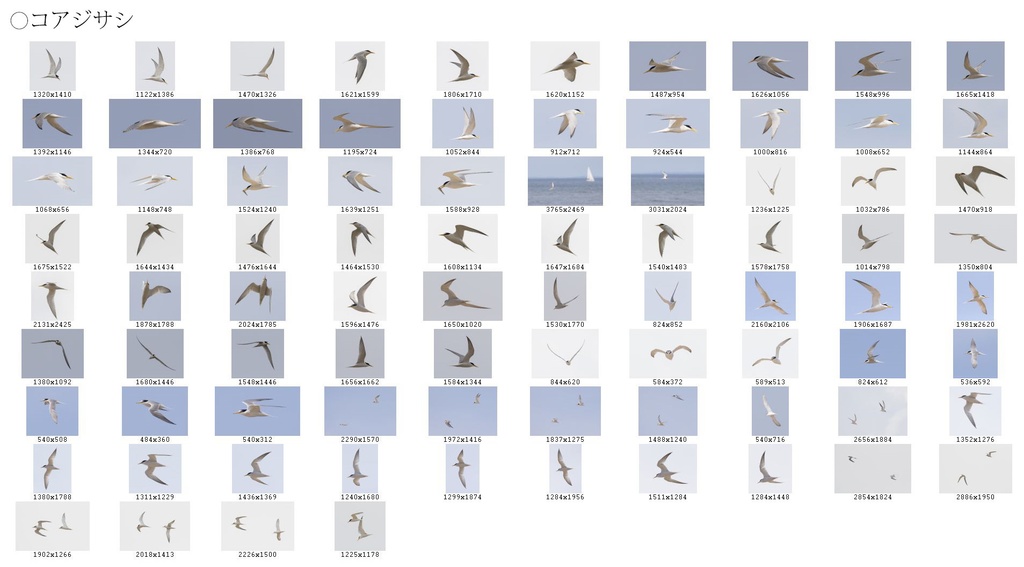 翼のポーズコレクション