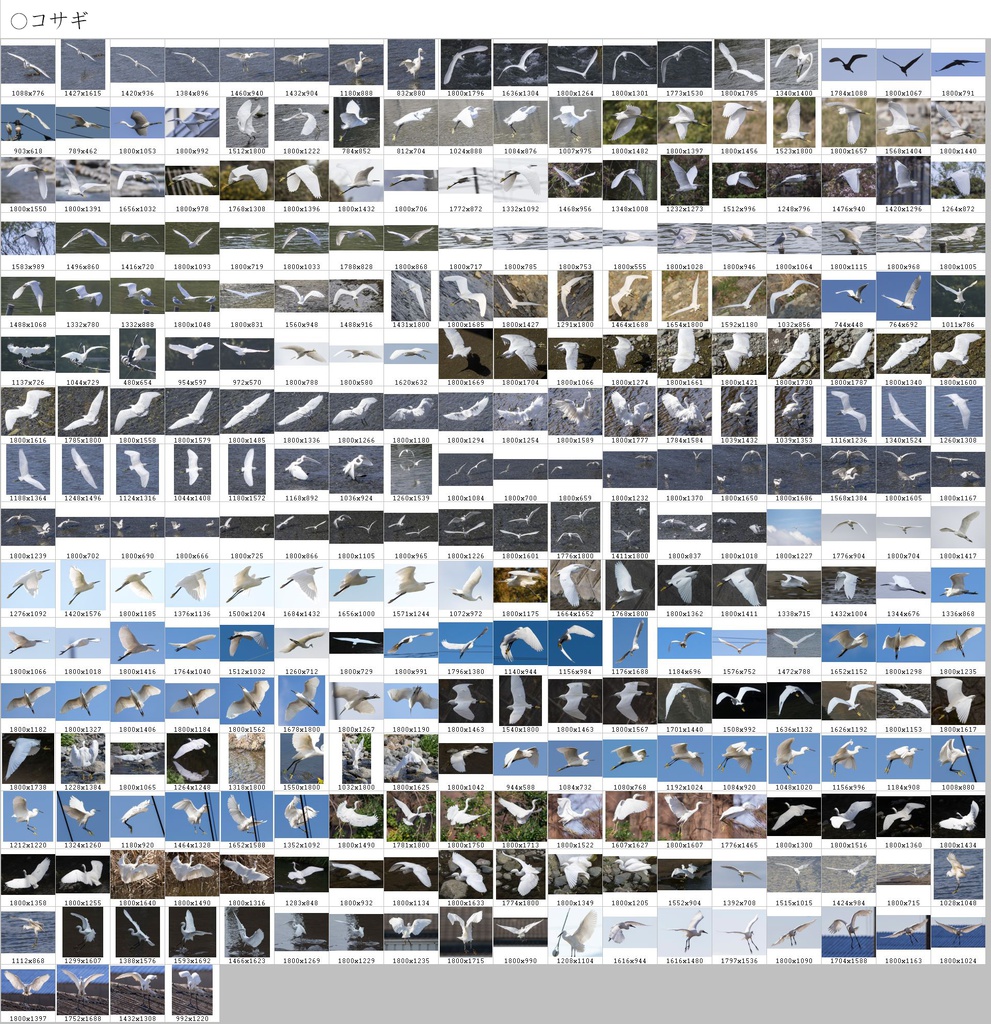 翼のポーズコレクション